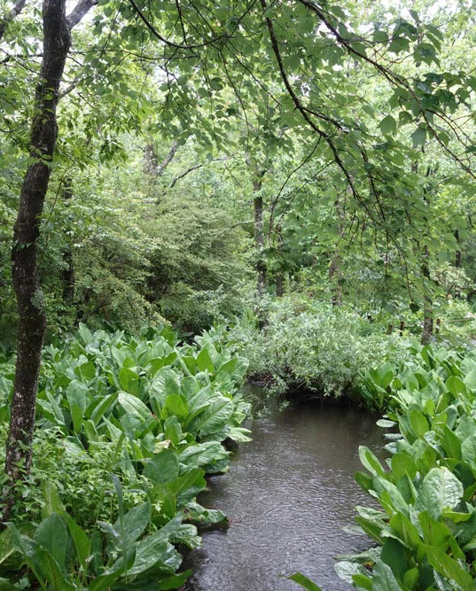 湿性花園